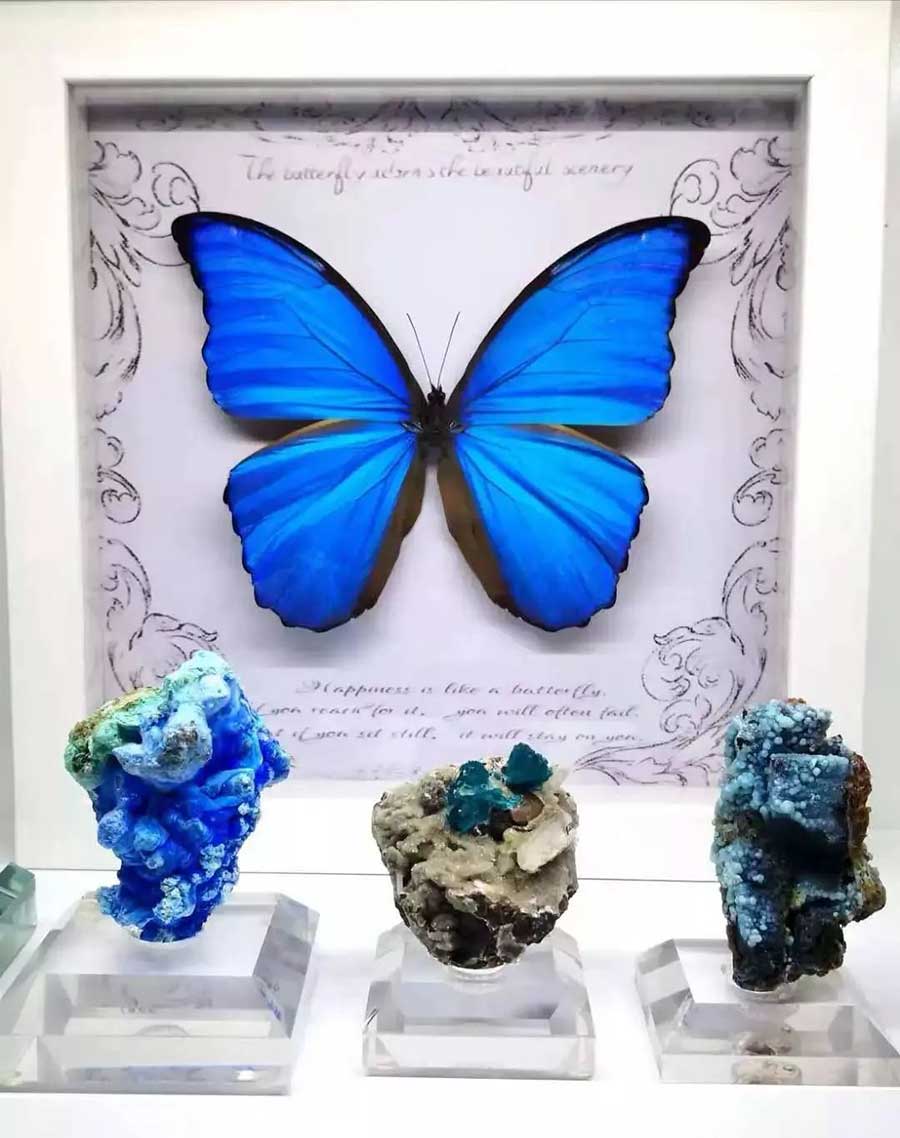 A vivid display featuring a Blue Morpho butterfly paired with blue mineral specimens, showcasing the harmony of colors found in nature. The combination highlights the beauty of both biological and geological treasures.