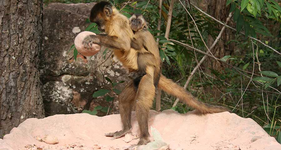 A wild capuchin monkey using a stone to crack open food, illustrating that tool use is not unique to humans. Several animal species also make and use tools.