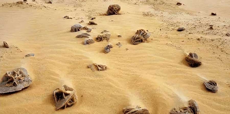 Natural desert rose formations lie across the sandy surface, shaped by wind, water, and minerals into flower-like crystals.