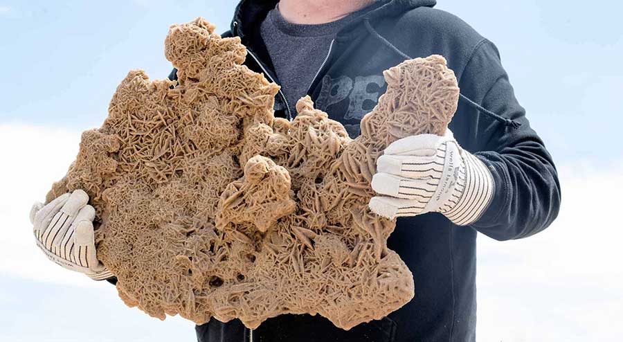 A collector proudly holding a massive desert rose crystal, a gypsum formation shaped like rose petals, unearthed from sandy terrain.