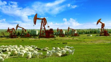 Sheep grazing next to the pumpjack in the meadow