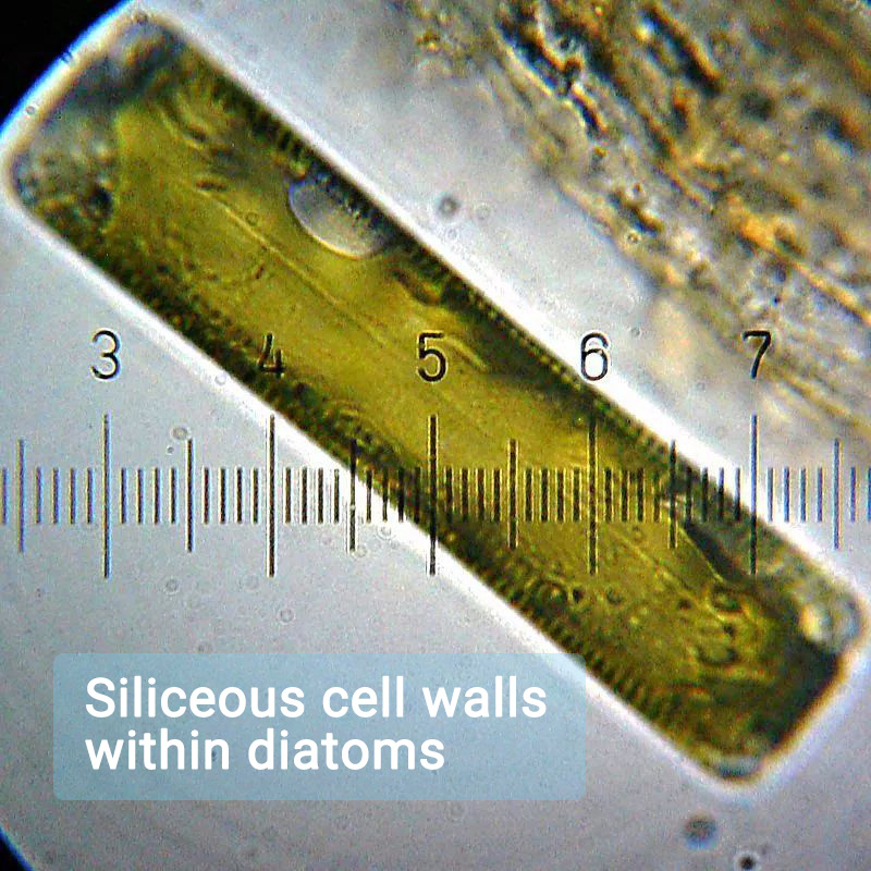 Siliceous cell walls within diatoms