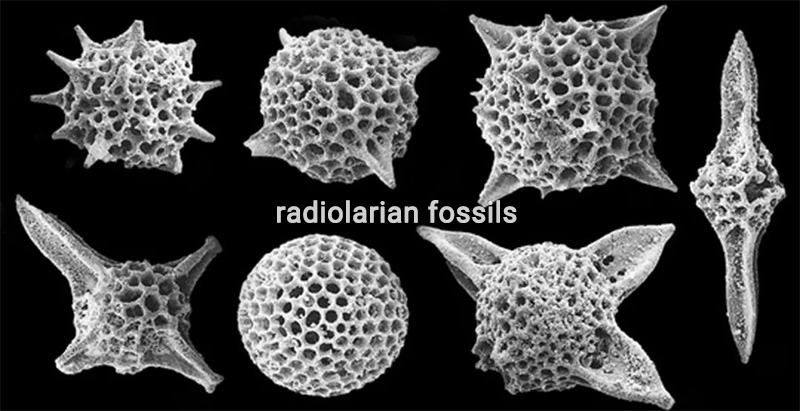 radiolarian fossils